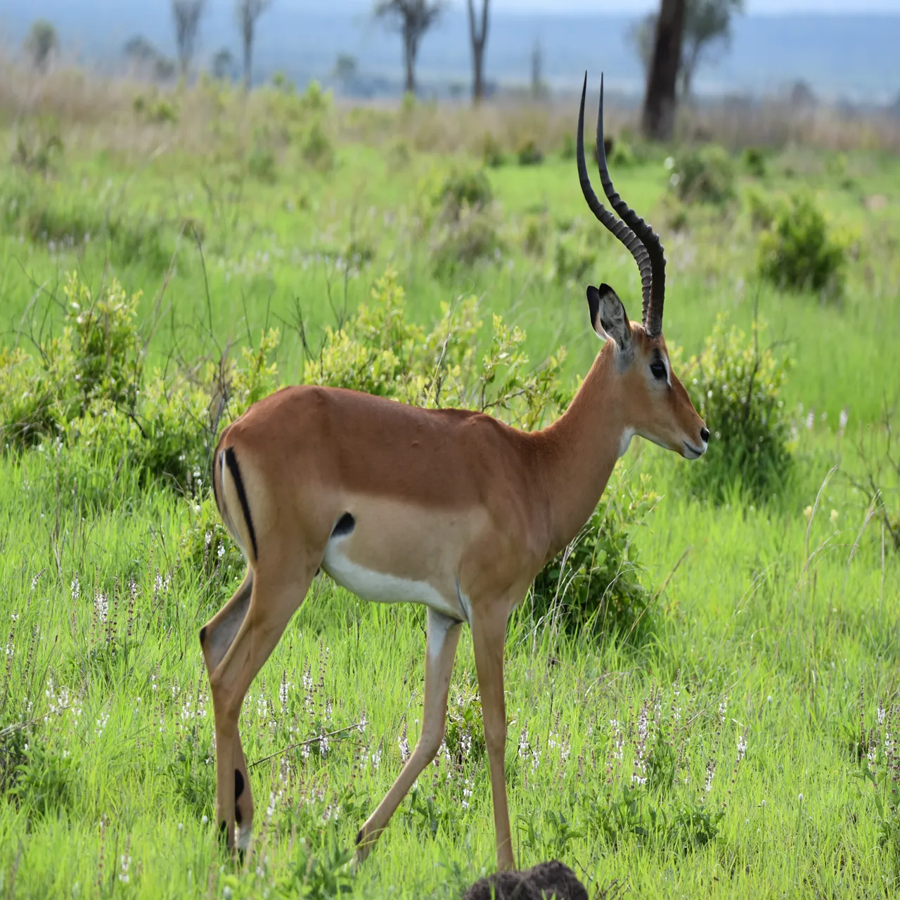 3-Day Ruaha National Park Wilderness Safari